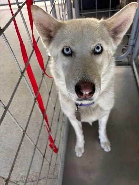 Unnamed - Siberian Husky
