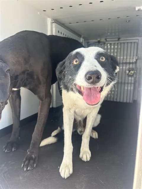 Unnamed - Border Collie