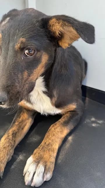 Unnamed - German Shepherd Dog