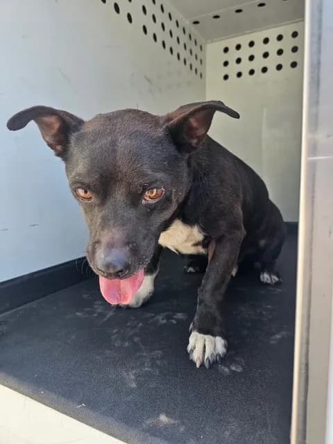 Unnamed - American Pit Bull Terrier