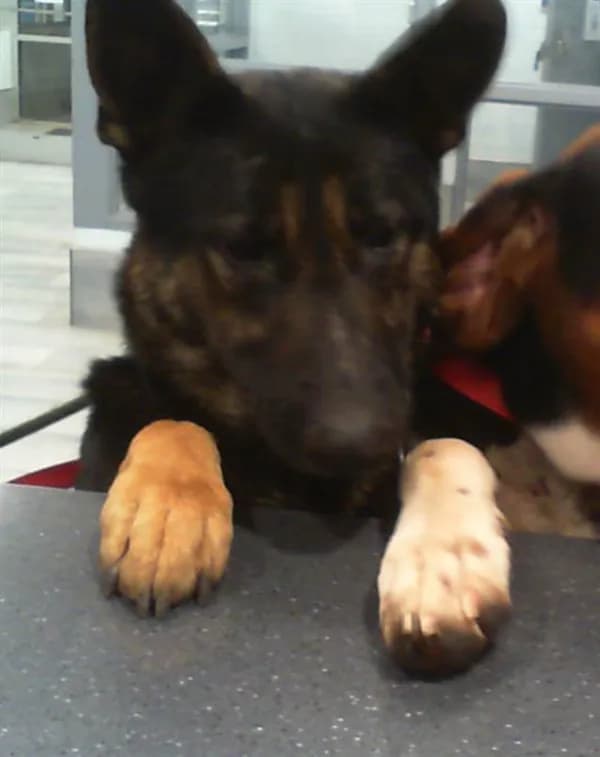 Mariposa - German Shepherd Dog