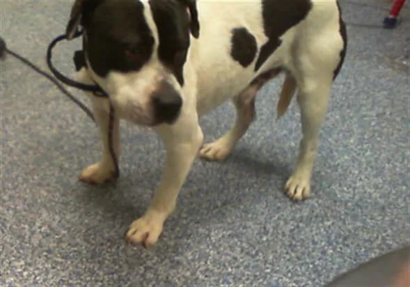 Scooby Doo - Pit Bull Terrier