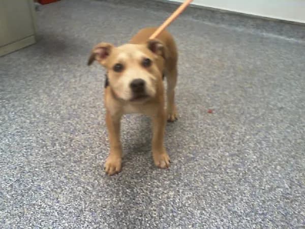 Remy - Pit Bull Terrier mix