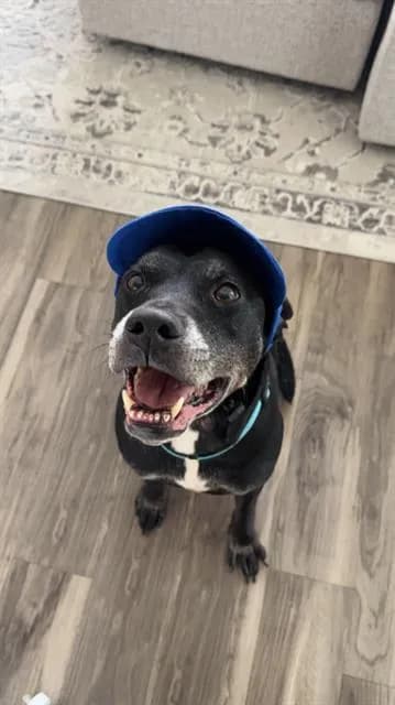 Banks - Labrador Retriever mix