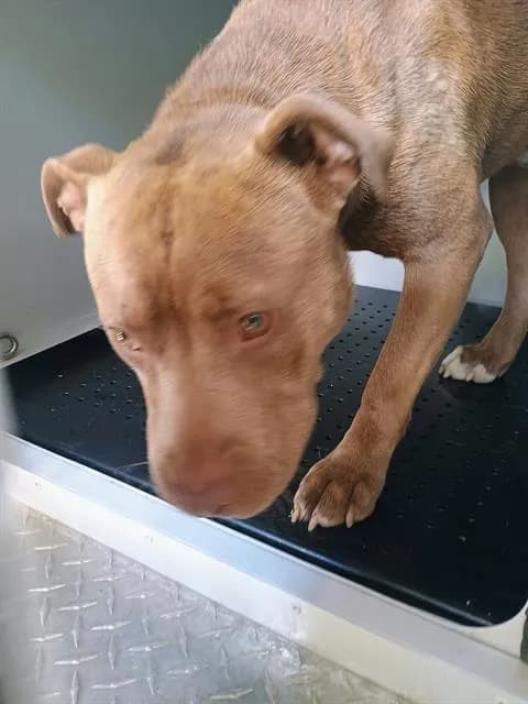 Snoopi - Pit Bull Terrier