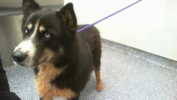 Thor - photo 1