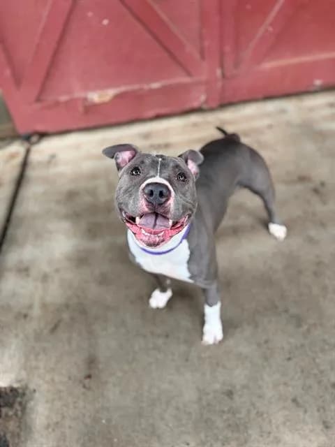 Lentil - Pit Bull Terrier