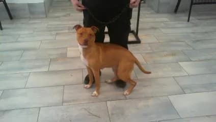 Luna - Pit Bull Terrier mix