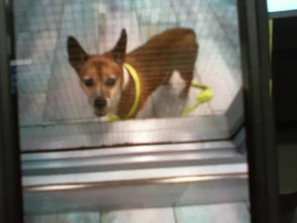 Unnamed - Breed information is not provided by this shelter mix