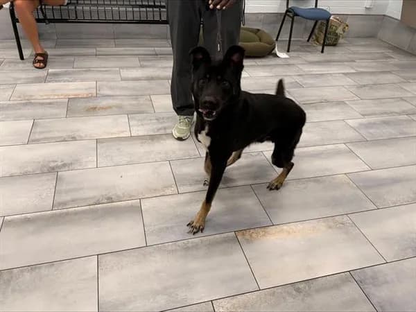 Jj - German Shepherd Dog
