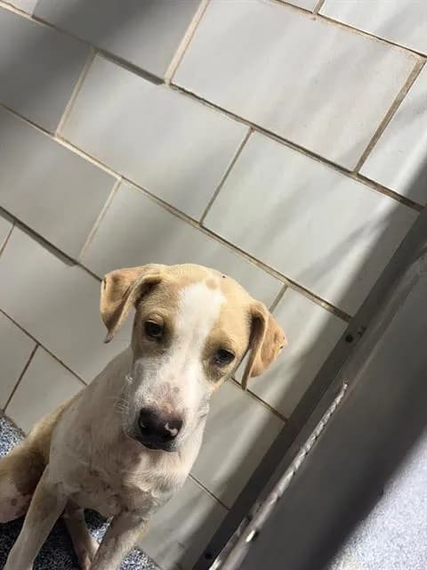 Unnamed - Breed information is not provided by this shelter