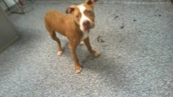 Unnamed - Pit Bull Terrier