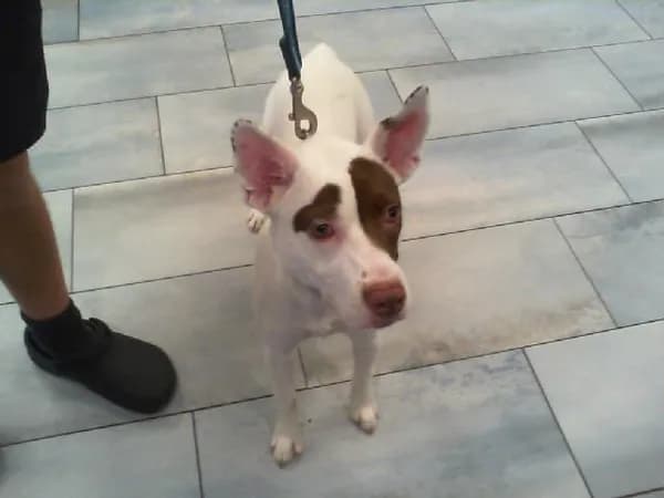 Abby - Pit Bull Terrier mix