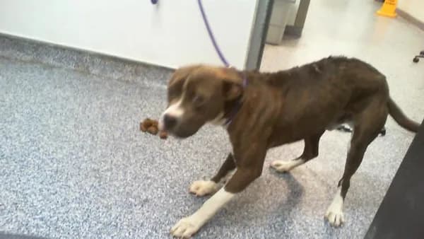 Unnamed - Pit Bull Terrier