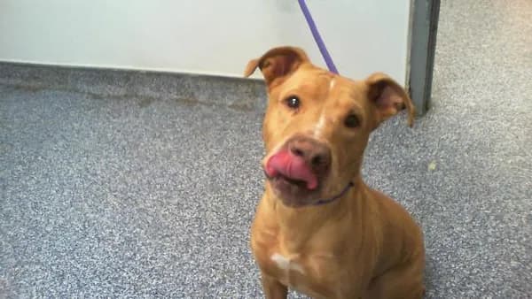 Zoee - Labrador Retriever mix
