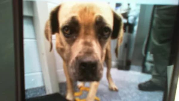 Unnamed - Breed information is not provided by this shelter