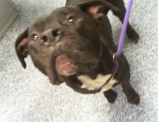 Unnamed - Pit Bull Terrier