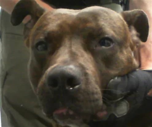 Unnamed - Pit Bull Terrier