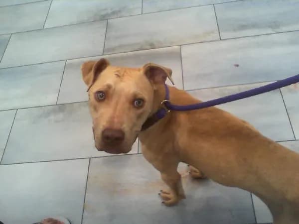 Unnamed - Breed information is not provided by this shelter