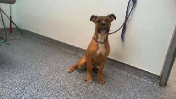 Unnamed - Boxer mix