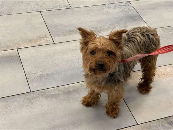 Unnamed - Yorkshire Terrier