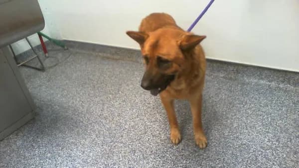 Unnamed - German Shepherd Dog mix
