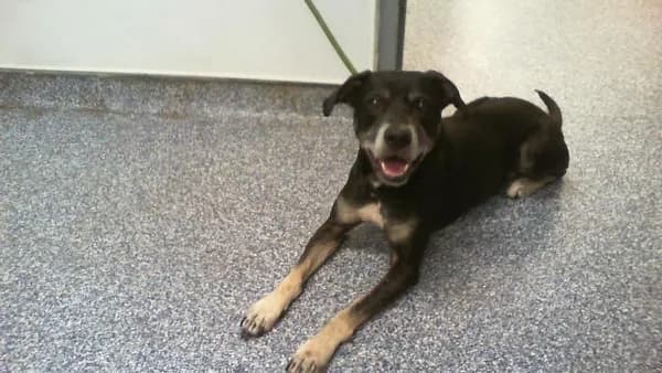 Unnamed - Labrador Retriever mix