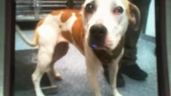 Teetee - Pit Bull Terrier