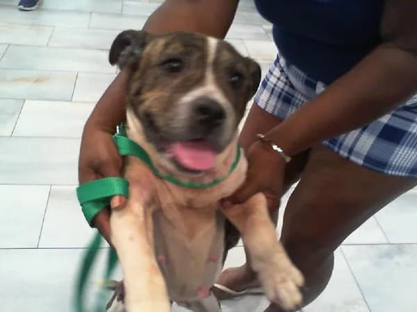 Lola - Pit Bull Terrier mix