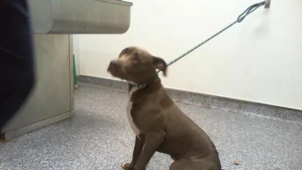 Unnamed - Pit Bull Terrier