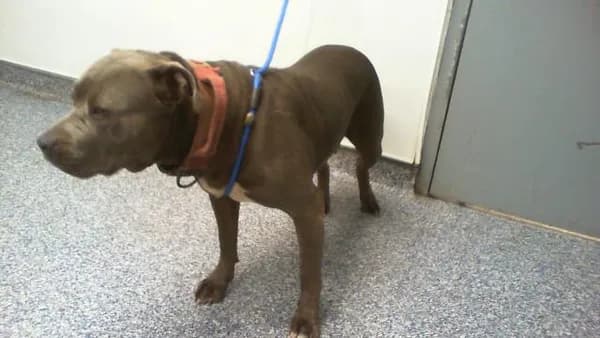Unnamed - Pit Bull Terrier