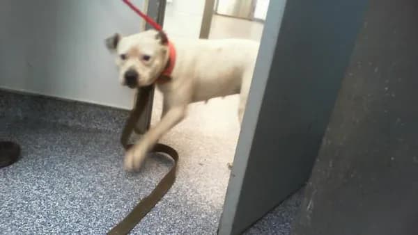 Unnamed - Pit Bull Terrier