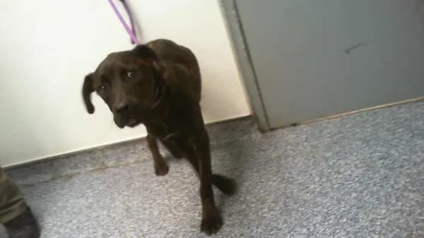 Unnamed - Breed information is not provided by this shelter