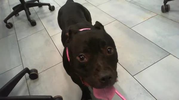 Unnamed - American Bully mix