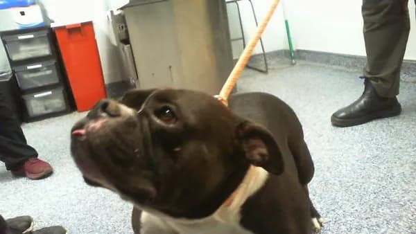 Unnamed - American Bully