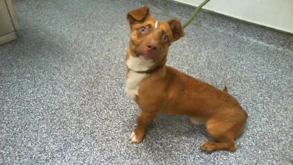 Unnamed - Breed information is not provided by this shelter