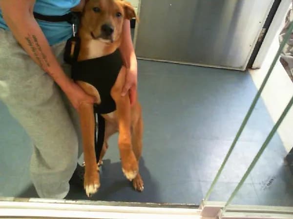Hank - Breed information is not provided by this shelter mix