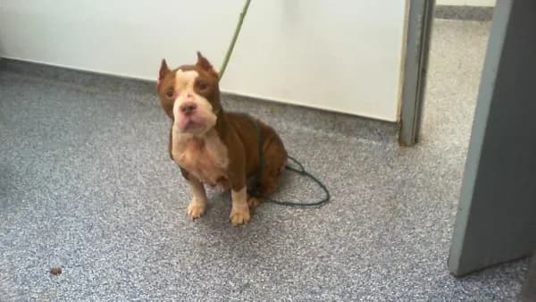 Unnamed - Pit Bull Terrier
