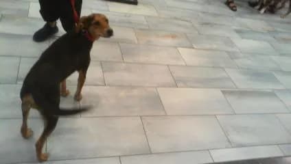 Polly - Breed information is not provided by this shelter