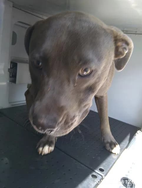 Smokey - Pit Bull Terrier