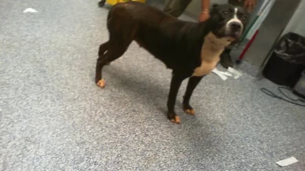 Unnamed - Pit Bull Terrier