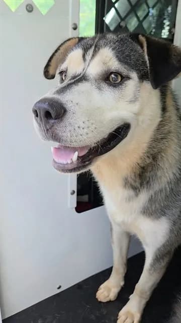 Tommy - Siberian Husky