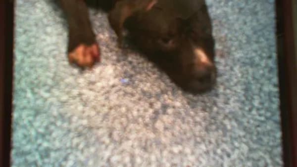 Unnamed - Pit Bull Terrier