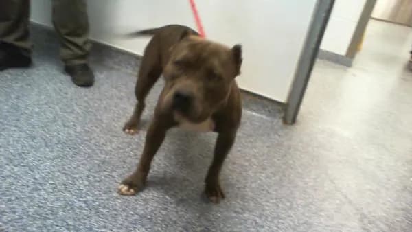 Unnamed - American Staffordshire Terrier