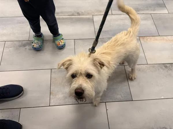 Pookie - Breed information is not provided by this shelter