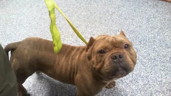 Unnamed - American Bully