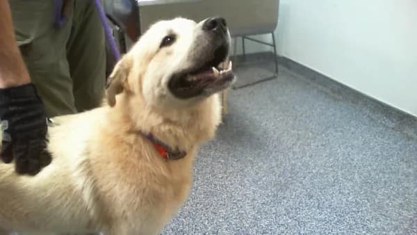 Unnamed - Great Pyrenees