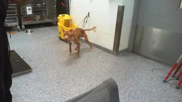 Unnamed - Breed information is not provided by this shelter