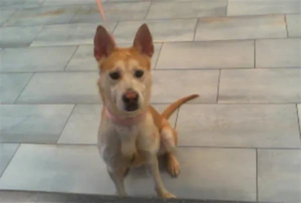 Cassie - Breed information is not provided by this shelter