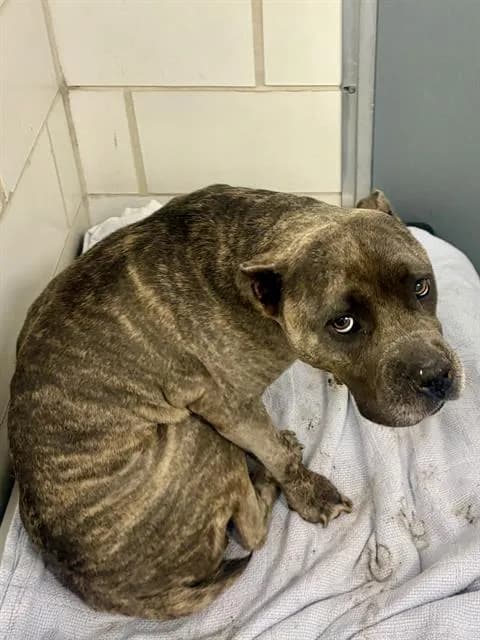 Unnamed - Pit Bull Terrier